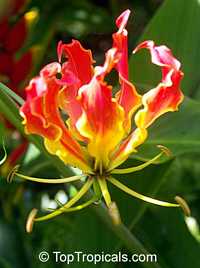 Gloriosa superba, Glory Lily, Climbing Lily, Flame Lily Gloriosa superba, Glory Lily, Climbing Lily, Flame Lily