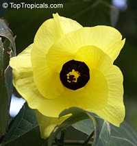 Thespesia Portica Asiatica, Asian Portoe, Dwarf Asian Portia, Sea Hibiscus