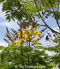 Peltophorum pterocarpum, Caesalpinia ferruginea, Caesalpinia inermis, Inga pterocarpum, Peltophorum inerme, Golden Flamboyante, Yellow Flame Tree, Yellow Poinciana, Copper pod tree, Copperpod