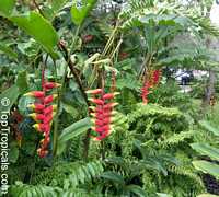 Heliconia rostrata, Bihai rostrata