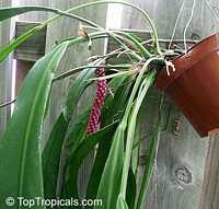 Anthurium vittarifolium, Anthurium
