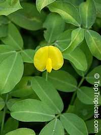 Arachis hypogaea, Peanut Arachis hypogaea, Peanut