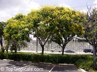 Peltophorum pterocarpum, Caesalpinia ferruginea, Caesalpinia inermis, Inga pterocarpum, Peltophorum inerme, Golden Flamboyante, Yellow Flame Tree, Yellow Poinciana, Copper pod tree, Copperpod