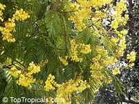 Peltophorum pterocarpum, Caesalpinia ferruginea, Caesalpinia inermis, Inga pterocarpum, Peltophorum inerme, Golden Flamboyante, Yellow Flame Tree, Yellow Poinciana, Copper pod tree, Copperpod