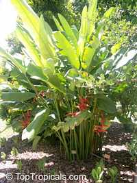Heliconia x rauliniana, Heliconia Paradise