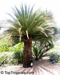 Macrozamia moorei, Encephalartos moorei