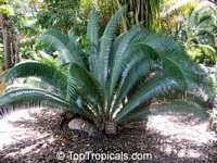Dioon sp., Virgin Palm Dioon sp., Virgin Palm