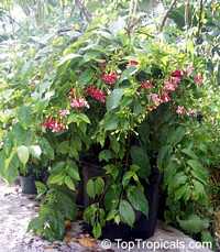 Quisqualis indica Quisqualis indica