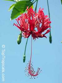 Hibiscus schizopetalus, Coral Hibiscus, Skeleton Hibiscus, Chinese Lantern, Japanese Lantern, Fringed Hibiscus
