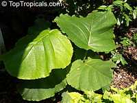 Coccoloba sp., Coccoloba