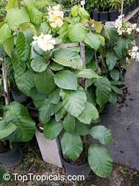 Chonemorpha penangensis, Frangipani Vine Chonemorpha penangensis, Frangipani Vine