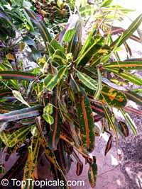 Codiaeum variegatum, Croton Codiaeum variegatum, Croton