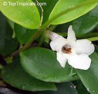 Codonanthe gracilis, Codonanthe