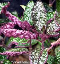 Hemigraphis alternata, Hemigraphis colorata, Red Ivy, Red Flame Ivy, Waffle plant