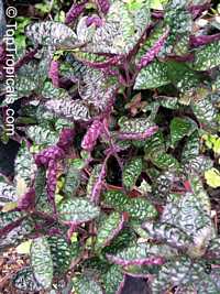 Hemigraphis alternata, Hemigraphis colorata, Red Ivy, Red Flame Ivy, Waffle plant
