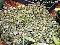 Hoya curtisii, Million Hearts Hoya curtisii, Million Hearts