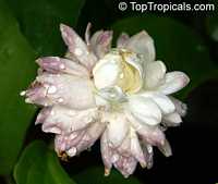 Jasminum sambac Grand Duke Of Tuscany, Nyctanthes sambac, Mogori Sambac, Butt Mograw, Hawaiian Pikake, Moss Rose Jasmine, Sambac Flore Pleno