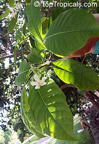 Tabernaemontana pandacaqui, Banana Bush