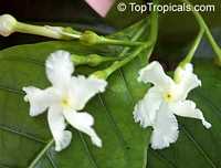Tabernaemontana pandacaqui, Banana Bush