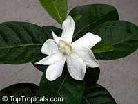 Gardenia taitensis Heaven Scent, Tahiti Gardenia