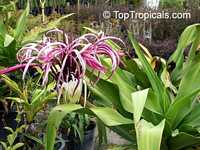 Crinum sp., River lily