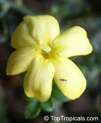 Jasminum parkeri