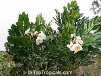 Radermachera Kunming, Dwarf Tree Jasmine, Peep Thong