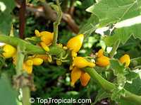 Solanum mammosum, Nipple Fruit, Tit Plant, Apple of Sodom, Terong Susu, Cows Udder, Nyun Wenkibobi, Soresumba, Mackaw Bush, Titty Fruit, Pig Face