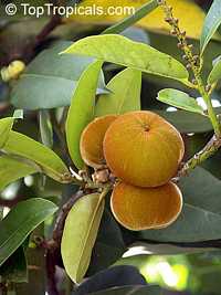 Diospyros blancoi, Diospyros discolor, Velvet Apple, Mabolo Diospyros blancoi, Diospyros discolor, Velvet Apple, Mabolo