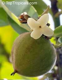 Diospyros blancoi, Diospyros discolor, Velvet Apple, Mabolo Diospyros blancoi, Diospyros discolor, Velvet Apple, Mabolo