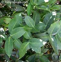 Syzygium samarangense, Syzygium javanicum, Eugenia javanica, Wax jamboo, Java apple, Macopa Syzygium samarangense, Syzygium javanicum, Eugenia javanica, Wax jamboo, Java apple, Macopa