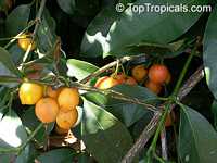 Rheedia edulis, Garcinia intermedia, Calophyllum edule, Monkey Fruit, Sastra, Cherry Mangosteen, Lemon Drop Mangosteen