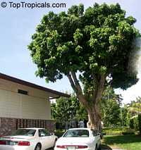 Euphoria longana, Dimocarpus longana, Nephelium longana, Longan, Dragon