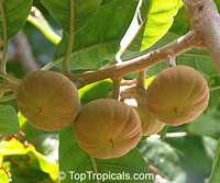Pouteria sp., Ross Sapote