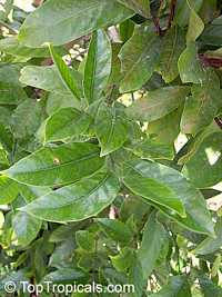 Myristica fragrans, Nutmeg Myristica fragrans, Nutmeg