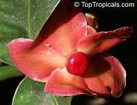 Garcinia prainiana, Cherapu, Button Mangosteen Garcinia prainiana, Cherapu, Button Mangosteen