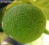 Artocarpus altilis, Artocarpus communis, Breadfruit