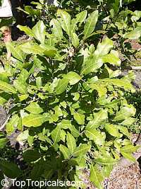 Talisia oliviformis, Cotoperis, Yellow Genip, Cotopriz, Guayo