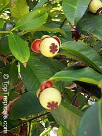 Garcinia mangostana, Mangosteen
