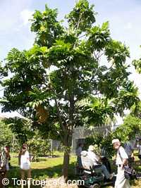 Artocarpus altilis, Artocarpus communis, Breadfruit