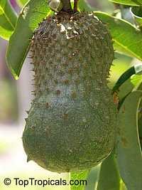 Annona muricata - Soursop, Guanabana

Click to see full-size image