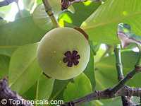 Garcinia mangostana, Mangosteen