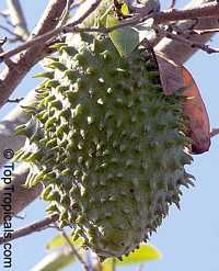 Annona muricata, Soursop, Guanabana, Graviola Annona muricata, Soursop, Guanabana, Graviola