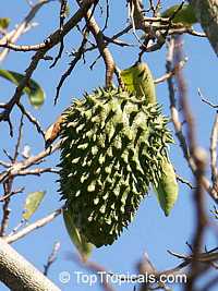 Annona muricata, Soursop, Guanabana, Graviola Annona muricata, Soursop, Guanabana, Graviola