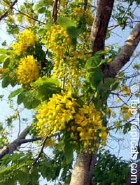 Cassia fistula, Golden Shower Tree, Indian Laburnum, Ratchaphruek
