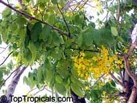Cassia fistula, Golden Shower Tree, Indian Laburnum, Ratchaphruek
