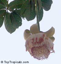 Adansonia digitata, Baobab, Cream of Tartar tree, Monkey-bread tree, Lemonade tree Adansonia digitata, Baobab, Cream of Tartar tree, Monkey-bread tree, Lemonade tree
