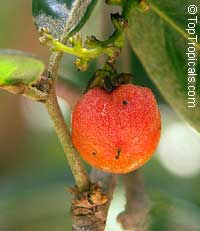 Bunchosia argentea, Peanut Butter Tree