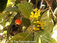 Bunchosia argentea, Peanut Butter Tree