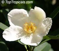 Gordonia lasianthus, Loblolly Bay Gordonia lasianthus, Loblolly Bay
